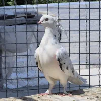 کبوتر ماده کاکلی