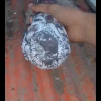 3 تا کبوتر خوب عالی معاوضه هم دارم