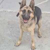 سگ ژرمن ماده جهت کشش