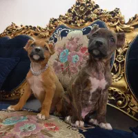 توله نر پیتبول|سگ|تربت جام, المهدی|دیوار