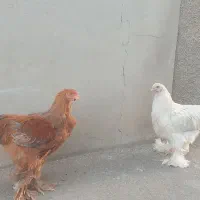 ۵عدد مرغ وخروس برهما ۵ ماهه ۱خروس۴تامرغ