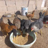 مرغ و خروس|حیوانات مزرعه|بم پشت, |دیوار