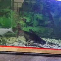 ماهی پنگوسی|ماهی|زابل, |دیوار