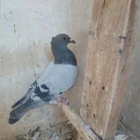 بهبهانی وشهری|پرنده|شیراز, شهرک کوشکک|دیوار