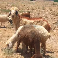 شیشک شیرازیی