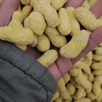 بادام زمینی