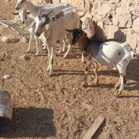 بز کولار گیسه صلاله|حیوانات مزرعه|جهرم, |دیوار