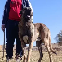 سگ اصیل سرابی