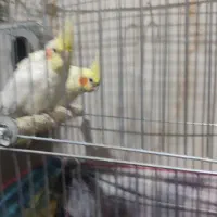 عروس هلندی با قفس