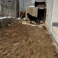 ژرمن ماده|سگ|همدان, |دیوار