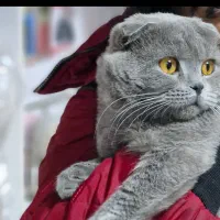 اسکاتیش بلو نر