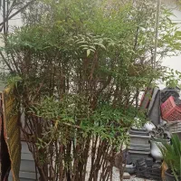 فروش درخچه ناندینا|گل و گیاه طبیعی|سورک, |دیوار