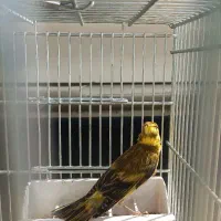 سهره قناری ابلغ نر