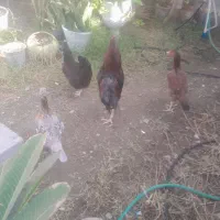 مرغ و خروس|حیوانات مزرعه|میناب, |دیوار