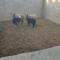 میش|حیوانات مزرعه|مبارکه, |دیوار