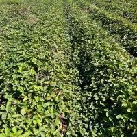 نهال توت فرنگی سابرینا|عمدهفروشی|دلند, |دیوار