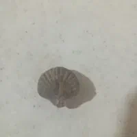 فسیل های قیمتی|کلکسیون اشیاء عتیقه|همدان, |دیوار