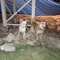 سگ پاکوتاه|سگ|نیشابور, رحمت آباد|دیوار