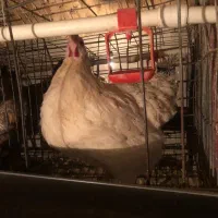 مرغ گلپایگان ۱ساله