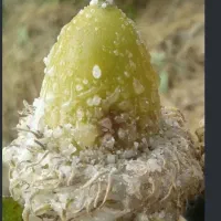 شیره انگور و...