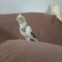 جوجه عروس|پرنده|ری, سیزده آبان|دیوار