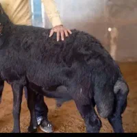 قوچ ، میش ، بره
