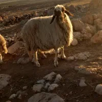 سنجابی مال داشت