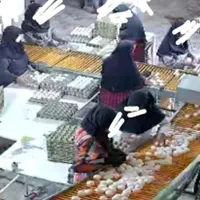 استخدام نیروی خانم در مرغداری تخم گذار|استخدام صنعتی، فنی، مهندسی|بیرجند, |دیوار