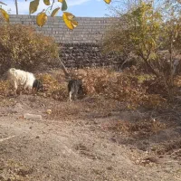 بز نر|حیوانات مزرعه|قروه, |دیوار