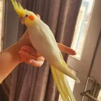 طوطی عروس هلندی لوتینو نر سخنگو نیمه دستی