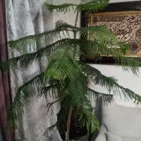درخت کاج مطبق|گل و گیاه طبیعی|تهران, شوش|دیوار