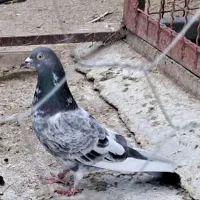 کبوتر پاکستانی  ماده درجه یک