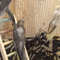 یک جفت پشت گراف و سه عدد جوجه عروس درشت و کشیده|پرنده|اسفراین, |دیوار