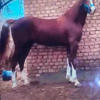 نریون یکسر پرخون