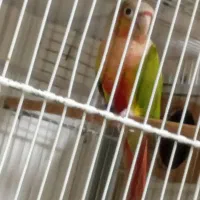 گرینچیک یلوساید مولدواقعی|پرنده|قائمشهر, |دیوار