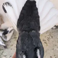 تعدادی ماده درجه یک|پرنده|مرودشت, فیروزی|دیوار