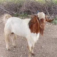 فروش بز نر