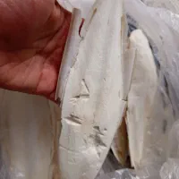 کف دریا 350000|ماهی|گرگان, |دیوار