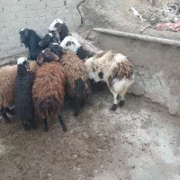 میش بره|حیوانات مزرعه|زرین دشت (همدان), |دیوار