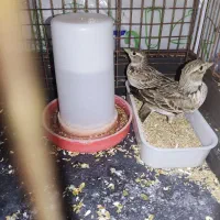 سهره خاکی و سهره رسمی|پرنده|قم, شاه ابراهیم|دیوار