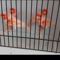 قناری رد فاکتور وموزاییکی سرخ اورجینال|پرنده|مشهد, میعاد (شهرک غرب)|دیوار