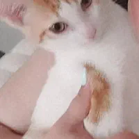 واگذاری جوجه گربه تربیت شده