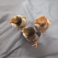 جوجه گلین،سبرایت،گلپایگانی|حیوانات مزرعه|یزد, |دیوار