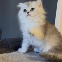 گربه های لوکس iran cats|گربه|کیش, |دیوار