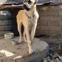 سگ سرابی نگهبان