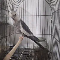 عروس هلندی جفت مولد. تضمینی