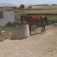 ۵راس نریان و مادیان پالونی