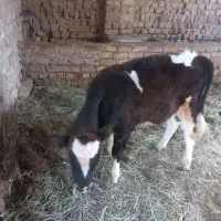 گوساله نرسالم وبخور|حیوانات مزرعه|کاشان, باغ فین|دیوار