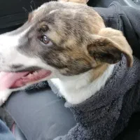 سگ پیدا شده