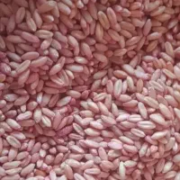 بذر گندم  مادری  بوجیاری شده  سیروان و برات